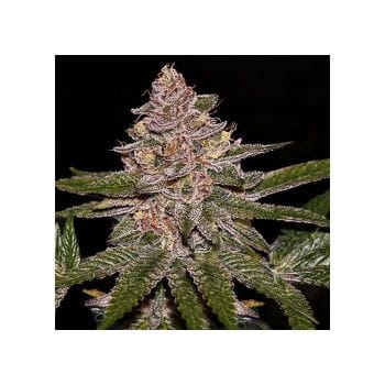 Radical Juice Feminised Seeds-RIPP-RJ-FEM