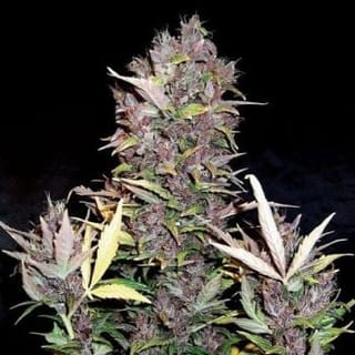 Purple Ryder Auto Feminised Seeds-DRCH-PURP-AUTO-FEM