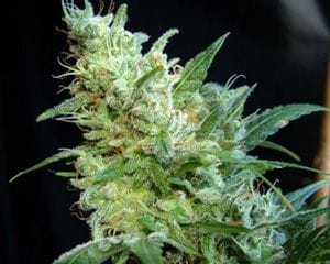 Diesel Glue Feminised Seeds-bcn-diesel