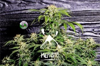 Super Orange Haze Auto Feminised Seeds-MEPH-SORH-AUTO-FEM