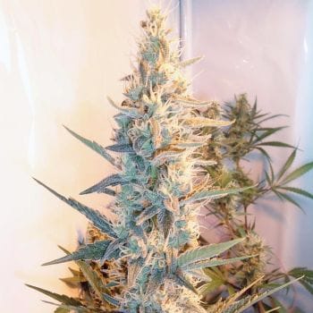 Outdoor Grapefruit Feminised Seeds-female-outdoorgrapefruit