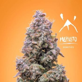 Mango Smile Auto Feminised Seeds-MEPH-MANSM-AUTO-FEM