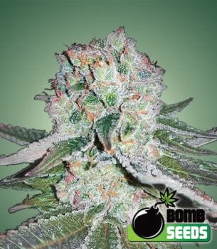 Banana Bomb Feminised Seeds-BOMB-BANANA-FEM