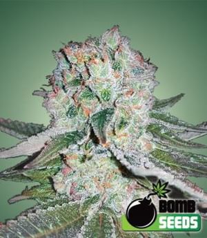 Banana Bomb Feminised Seeds-BOMB-BANANA-FEM