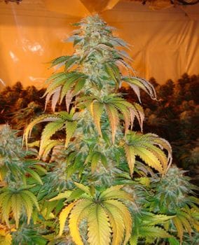 Spoetnik #1 Feminised Seeds-spoetnik