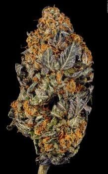 Tangerine Sorbet Feminised Seeds-PARA-TS-FEM