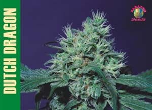 Dutch Dragon Feminised Seeds-dutch-dragon