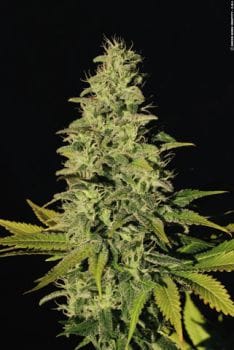 Jacky White Feminised Seeds-jacky-white
