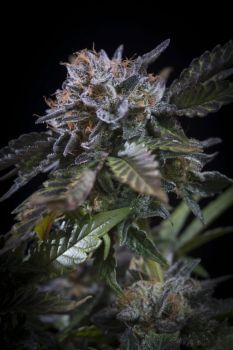 White Noise Feminised Seeds-PARA-WHNOIS-FEM