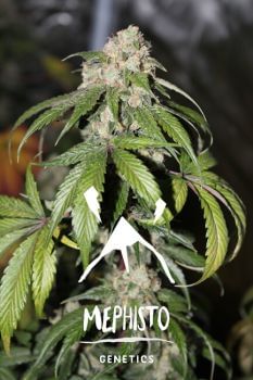 Samsquanch OG Auto Feminised Seeds-MEPH-SAMSOG-AUTO-FEM