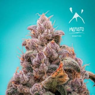 Mephisto's Wedding Auto Feminised Seeds-MEPH-MWED-AUTO-FEM