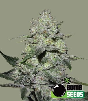 Gorilla Bomb Feminised Seeds-BOMB-GORIL-FEM