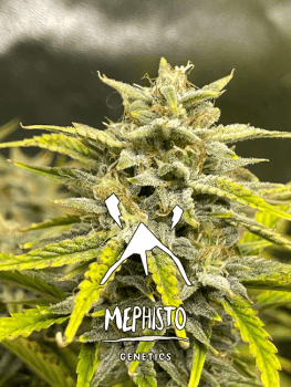 Skystomper 2.0 Auto Feminised Seeds-MEPH-SKYST2-AUTO-FEM