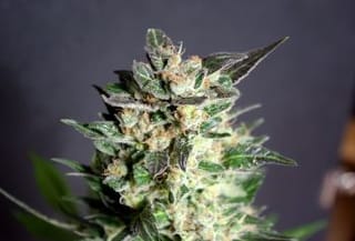 Diesel Glue Feminised Seeds-KBBD