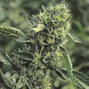 DC Cure 1:1 CBD Auto Feminised Seeds-DRCH-CURE-CBD-AUTO-FEM