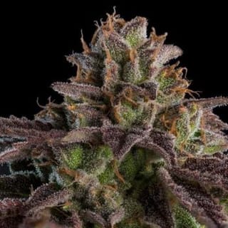 Kmintz Auto Feminised Seeds-RIPP-KMZ-AUTO-FEM