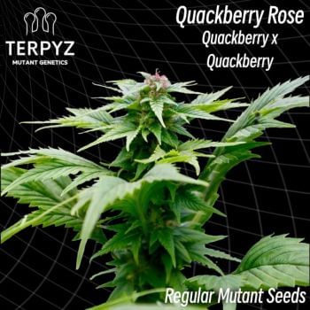 Quackberry Rose Regular Seeds-TERP-QBERRY-REG