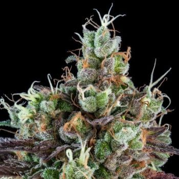 Sour Ripper Auto Feminised Seeds-RIPP-SR-AUTO-FEM