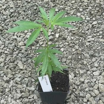 Agent Orange Clones-SMAN-CL-AGOR-FEM