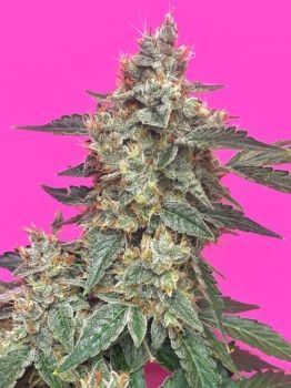 Aunt Ginny's Elixir CBD Auto Feminised Seeds-MEPH-AGEL-CBD-AUTO-FEM