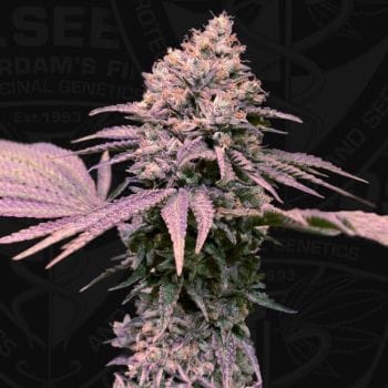 London Mint Cake Feminised Seeds-THS-LMC-FEM