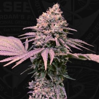 London Mint Cake Feminised Seeds-THS-LMC-FEM