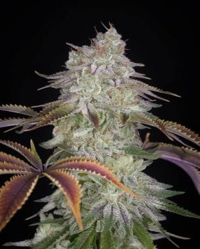 AlienZ Feminized Seeds-GH-ALZ-FEM