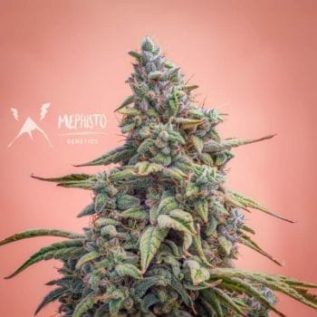 Canna-Cheese CBD 1:1 Auto Feminised Seeds-MEPH-CCH-CBD-AUTO-FEM