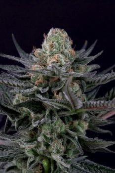 Caramba Feminised Seeds-PARA-CARA-FEM