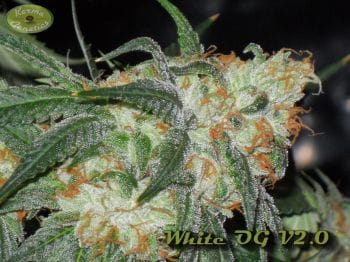 White OG V2.0 Regular Seeds - 12-KARMA-WHITEOG-REG-12