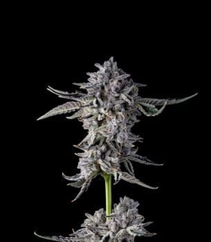 Candy Bezels Feminisiert Saatgut-COM-CANB-FEM