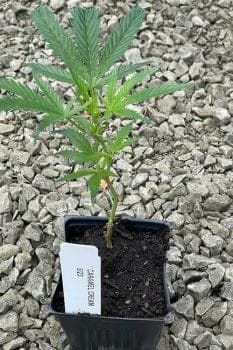 Caramel Cream Clones-SMAN-CL-CACR-FEM