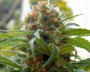 Big Bull (Kannabia Special) Feminised Seeds-kannabia-special