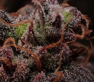 Creme de la Compton F3 Auto Feminized Seeds-NOWL-CDLCF3-AUTO-FEM