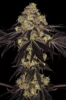 Sunset Paradise Feminised Seeds-PARA-SUNPAR-FEM