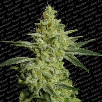 Allkush Feminised Seeds-paradise-allkush