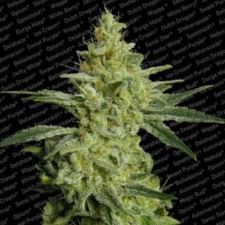 Allkush Feminised Seeds-paradise-allkush