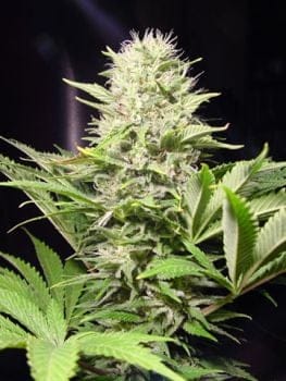 Wappa Feminised Seeds-wappa