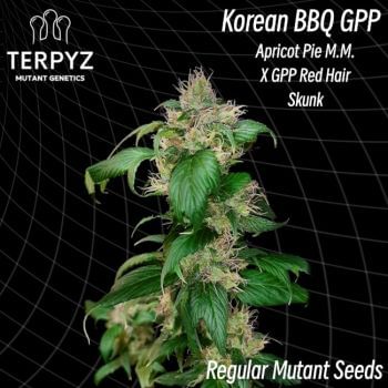 Korean BBQ GPP Regular Seeds-TERP-KBBQGPP-REG