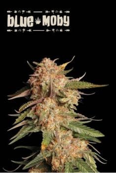 Blue Moby Auto Feminised Seeds-SEST-BLMO-AUTO-FEM
