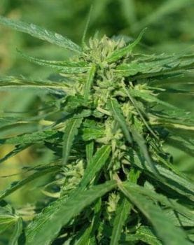 Terra Italia CBD Feminised Seeds-FMLTERITCBD