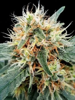 Stromboli Auto Feminised Seeds-PARA-STROM-AUTO-FEM