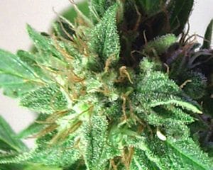 Afrodite Feminised Seeds-afrodite