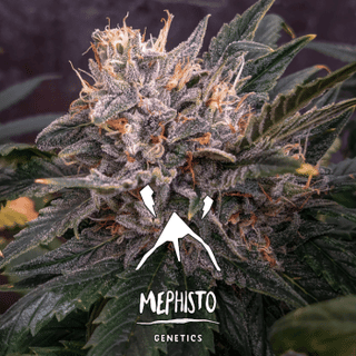 Forgotten Cookies Auto Feminised Seeds-MEPH-FORCOOK-AUTO-FEM