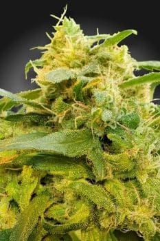 Divine CBD Feminised Seeds (CBDivine‚Ñ¢)-PARA-DIV-CBD-FEM