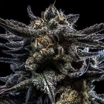 Zombie Kush Auto Feminised Seeds-RIPP-ZK-AUTO-FEM
