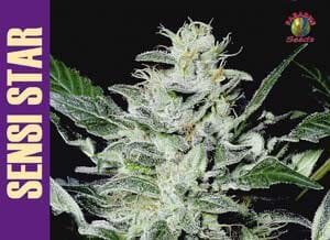 Sensi Star Feminised Seeds-sensi-star