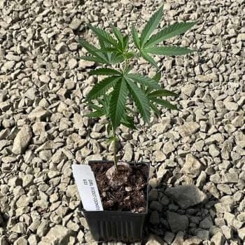 Forum Girl Scout Cookies Clones-SMAN-CL-FGSC-FEM