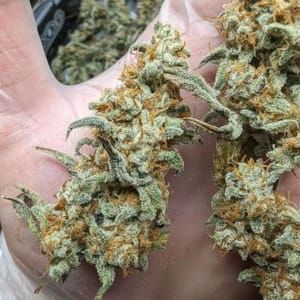 Grape Deebo F1 Auto Feminized Seeds-NOWL-GRDEF1-AUTO-FEM