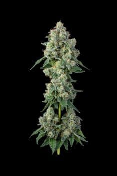Inside Joke Feminized Seeds-COM-INJ-FEM